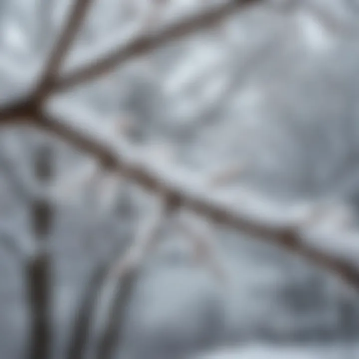 Close-up of snow-covered tree branches, emphasizing the delicate balance of ecosystems in winter environments.