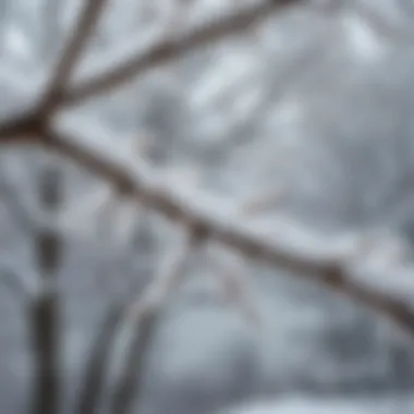 Nature's Resilience: Snow on Arbor Close-up of snow-covered tree branches, emphasizing the delicate balance of ecosystems in winter environments.