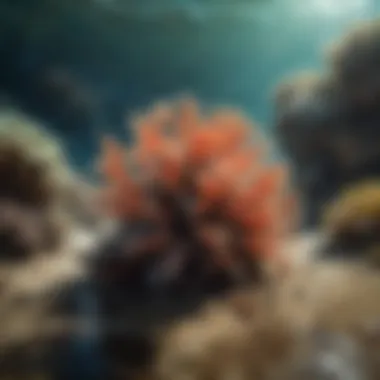 Diverse marine life and coral reefs near surf spots