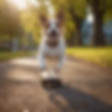 A dog joyfully dashing through a park, embodying the spirit of zoomies.