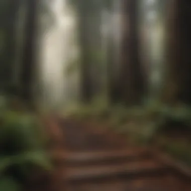 Hiking Trails in the Redwood Forest Lush redwood forest showcasing hiking trails and sunlight filtering through trees.
