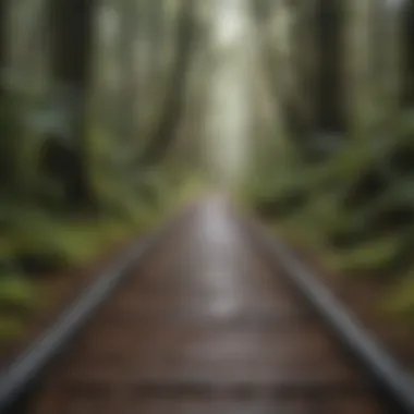 Lush rainforest trails leading to the ocean in Tofino