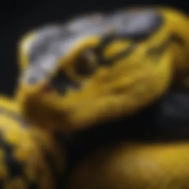 Close-Up of Black and Yellow Pit Viper A stunning close-up of a black and yellow pit viper showcasing its distinctive coloration